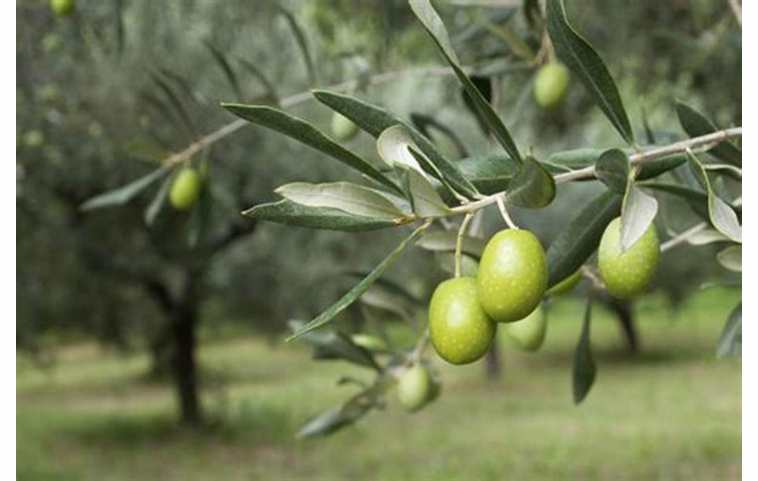 ต้นน้ำมันมะกอก